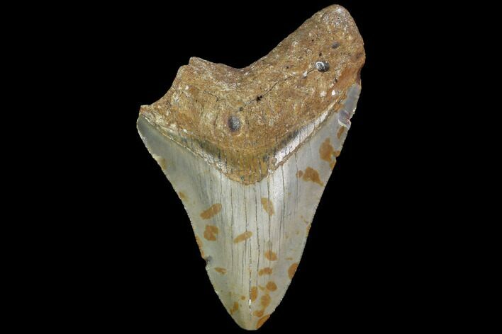 Partial, Megalodon Tooth - North Carolina #91684